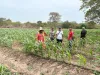 Implementación de proyectos agrícolas en los municipios accionadas de la Sentencia T-302 de 2017 
