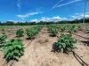 Implementación de proyectos agrícolas en los municipios accionadas de la Sentencia T-302 de 2017