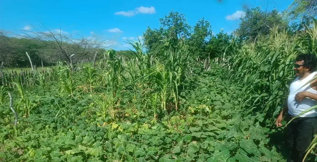 Programa Unidades Productivas de Alimentos para el Autoconsumo en los 4 municipios de la Sentencia.