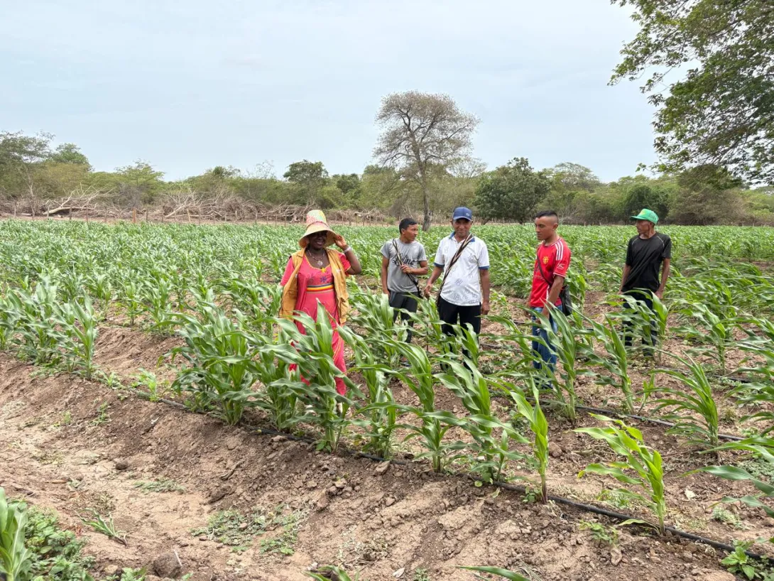 Implementación de proyectos agrícolas en los municipios accionadas de la Sentencia T-302 de 2017 