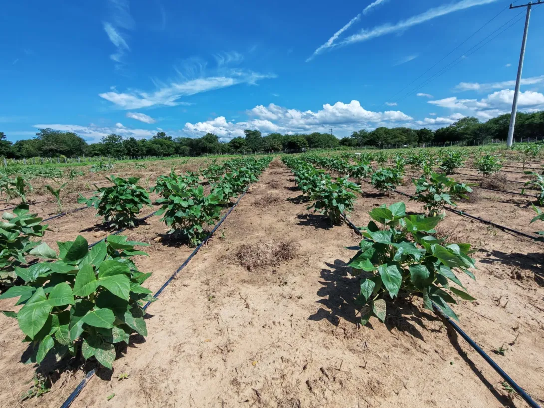 Implementación de proyectos agrícolas en los municipios accionadas de la Sentencia T-302 de 2017